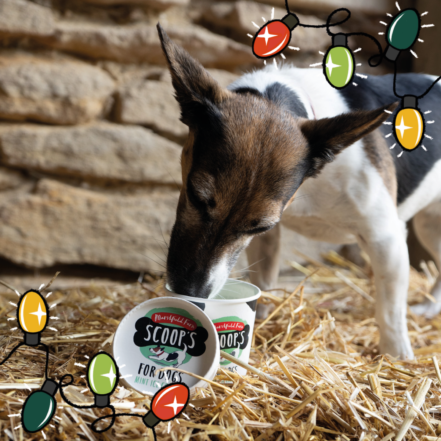 Scoops Ice Cream For Dogs Mint